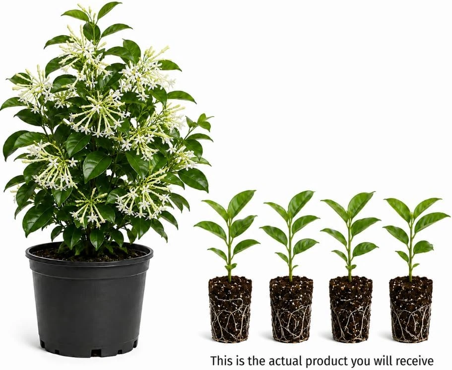 Set of 4 Night Blooming Jasmine Live Plants, 4-6 Inches Tall, White Fragrant Jessamine, Indoor/Outdoor - Image 5