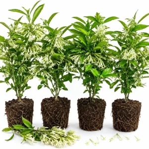 Set of 4 Night Blooming Jasmine Live Plants, 4-6 Inches Tall, White Fragrant Jessamine, Indoor/Outdoor - Image 1