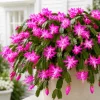 Set of 4 Pink Christmas Cactus Live Plants - 4-8 Inch Tall, No Pot - Image 1