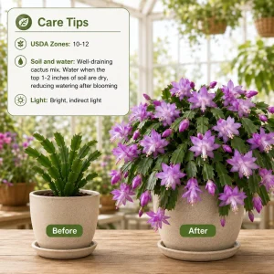 Set of 4 Purple Christmas Cactus Live Plants, 4-8 Inch Tall, No Pot - Image 3