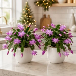 Set of 4 Purple Christmas Cactus Live Plants, 4-8 Inch Tall, No Pot - Image 4