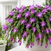 Set of 4 Purple Christmas Cactus Live Plants, 4-8 Inch Tall, No Pot - Image 1