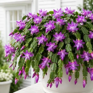 Set of 4 Purple Christmas Cactus Live Plants, 4-8 Inch Tall, No Pot - Image 1