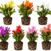 Set of 4 Random Christmas & Thanksgiving Cactus Live Plants, 4-8 Inch Tall - Image 1