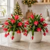 Set of 4 Red Christmas Cactus Live Plants, 4-8 Inch, Tropical Houseplant - Image 1
