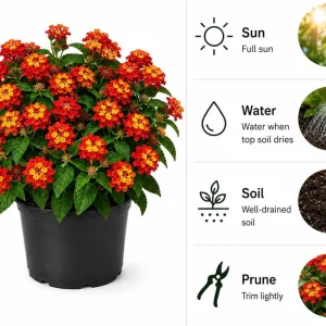 Set of 4 Red Lantana Live Plants – Bicolor Flowering Outdoor Garden Starter Plants, 4-7 Inch Tall - Image 2