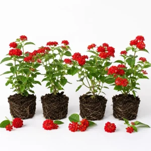 Set of 4 Red Lantana Live Plants – Bicolor Flowering Outdoor Garden Starter Plants, 4-7 Inch Tall - Image 3