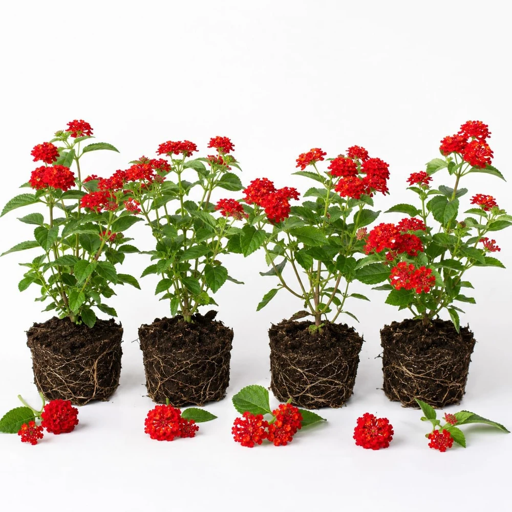Set of 4 Red Lantana Live Plants – Bicolor Flowering Outdoor Garden Starter Plants, 4-7 Inch Tall - Image 3