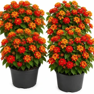 Set of 4 Red Lantana Live Plants – Bicolor Flowering Outdoor Garden Starter Plants, 4-7 Inch Tall - Image 1