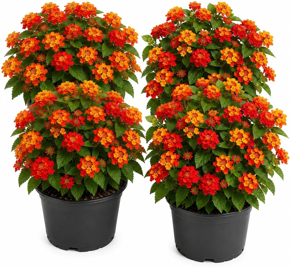 Set of 4 Red Lantana Live Plants – Bicolor Flowering Outdoor Garden Starter Plants, 4-7 Inch Tall - Image 1