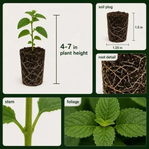 Set of 4 Red Lantana Live Plants – Bicolor Flowering Outdoor Garden Starter Plants, 4-7 Inch Tall - Image 6