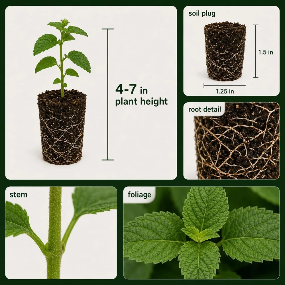 Set of 4 Red Lantana Live Plants – Bicolor Flowering Outdoor Garden Starter Plants, 4-7 Inch Tall - Image 6