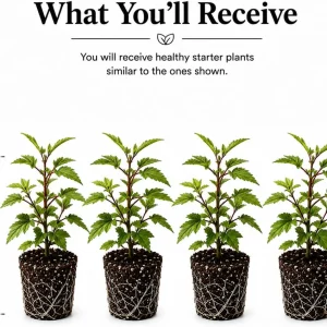 Set of 4 Roselle Hibiscus Live Plants for Planting, 4-8 Inch Tall, Outdoor - Image 2