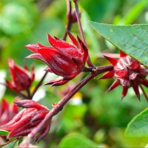 Set of 4 Roselle Hibiscus Live Plants for Planting, 4-8 Inch Tall, Outdoor - Image 3