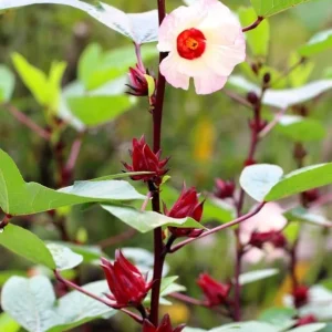 Set of 4 Roselle Hibiscus Live Plants for Planting, 4-8 Inch Tall, Outdoor - Image 7