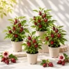 Set of 4 Roselle Hibiscus Live Plants for Planting, 4-8 Inch Tall, Outdoor - Image 1