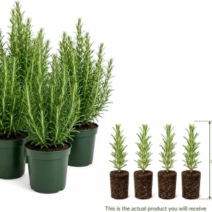 Set of 4 Rosemary Live Plants, 4-7 Inch Herb Starter Plants for Outdoor Growing - Image 4
