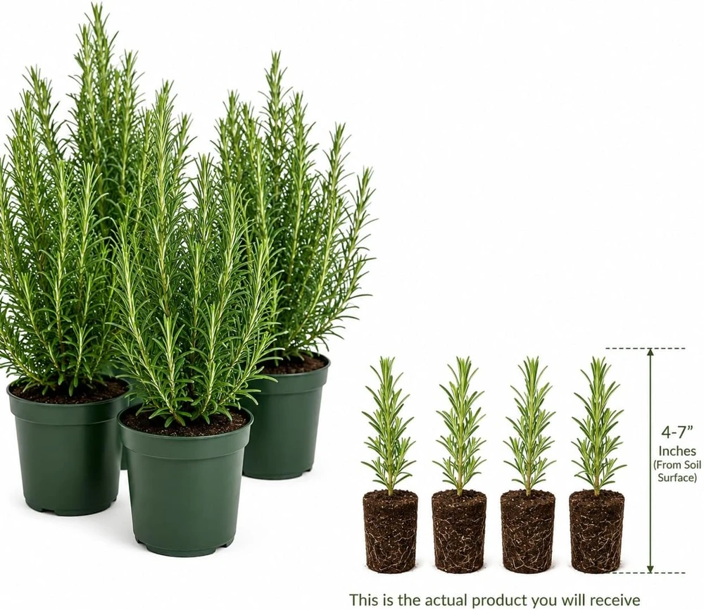 Set of 4 Rosemary Live Plants, 4-7 Inch Herb Starter Plants for Outdoor Growing - Image 4
