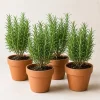 Set of 4 Rosemary Live Plants, 4-7 Inch Herb Starter Plants for Outdoor Growing - Image 1