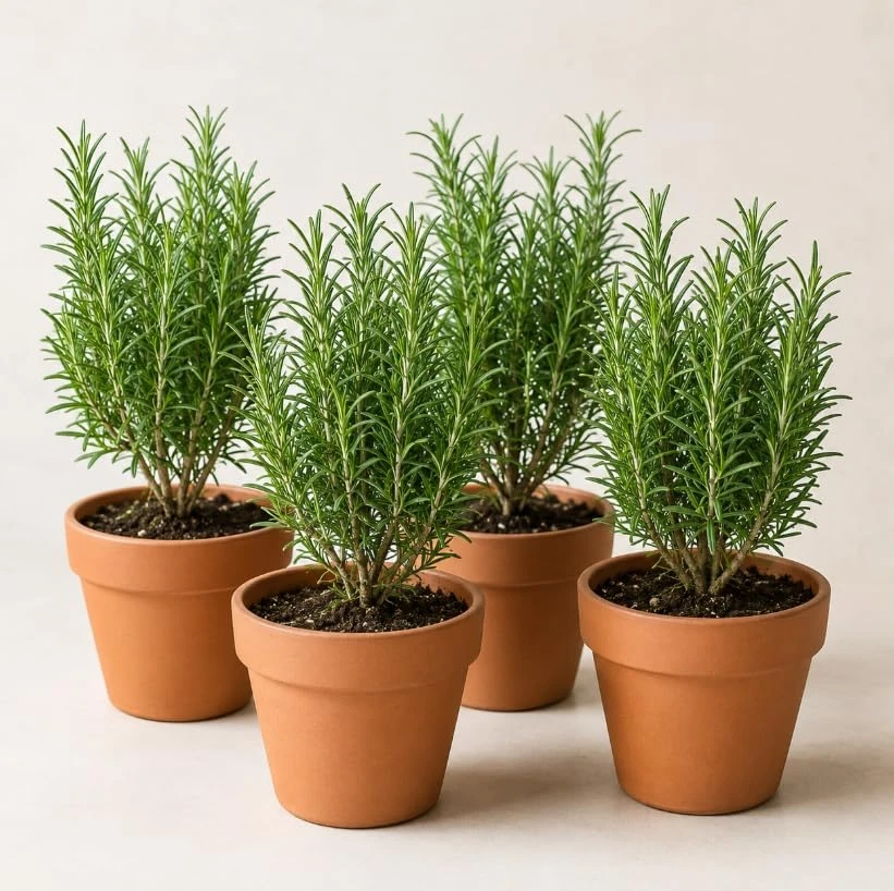 Set of 4 Rosemary Live Plants, 4-7 Inch Herb Starter Plants for Outdoor Growing - Image 1