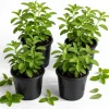 Set of 4 Stevia Live Plants, 4-6 Inches Tall, Rooted Herb Plants for Containers - Image 1