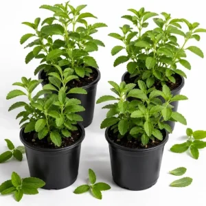 Set of 4 Stevia Live Plants, 4-6 Inches Tall, Rooted Herb Plants for Containers - Image 1