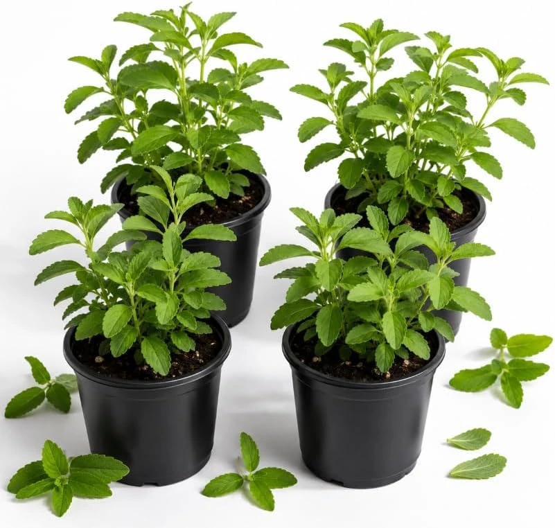Set of 4 Stevia Live Plants, 4-6 Inches Tall, Rooted Herb Plants for Containers - Image 1