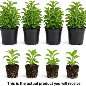 Set of 4 Stevia Live Plants, 4-6 Inches Tall, Rooted Herb Plants for Containers - Image 3