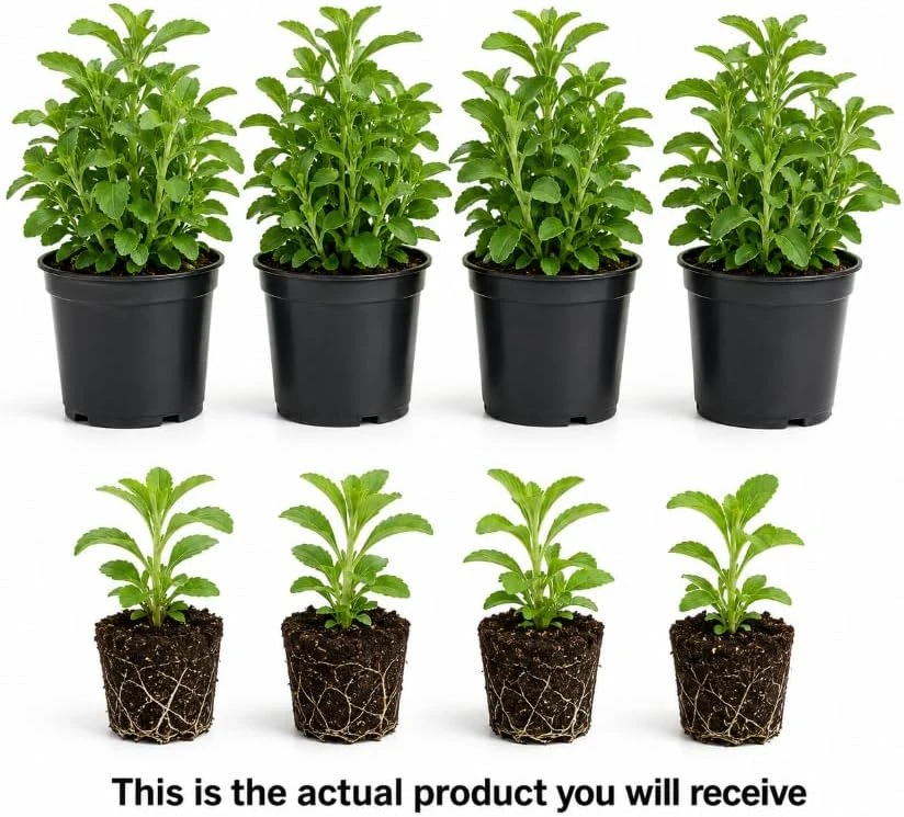 Set of 4 Stevia Live Plants, 4-6 Inches Tall, Rooted Herb Plants for Containers - Image 3