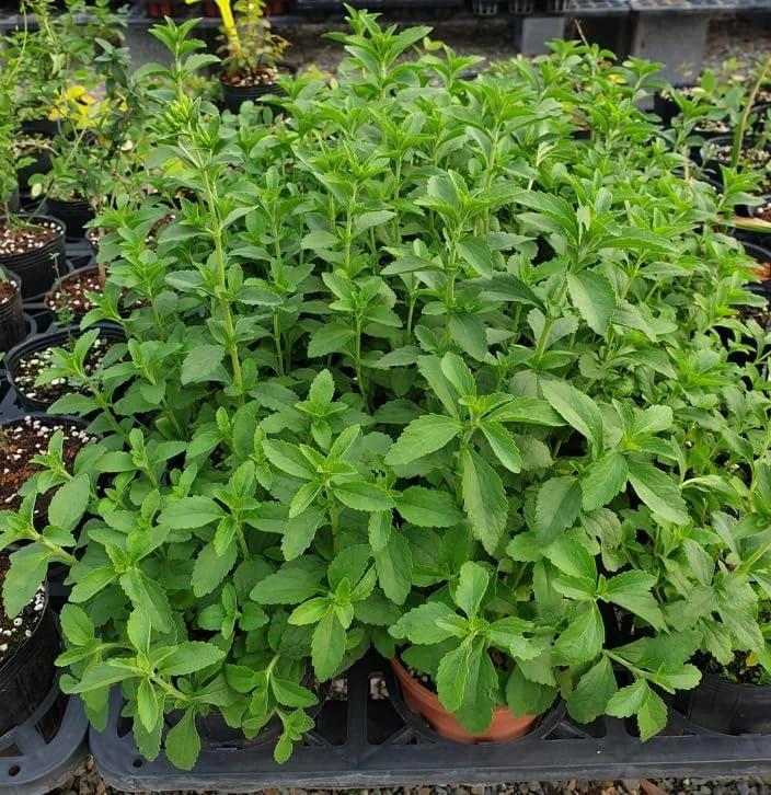 Set of 4 Stevia Live Plants, 4-6 Inches Tall, Rooted Herb Plants for Containers - Image 4