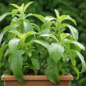 Set of 4 Stevia Live Plants, 4-6 Inches Tall, Rooted Herb Plants for Containers - Image 6
