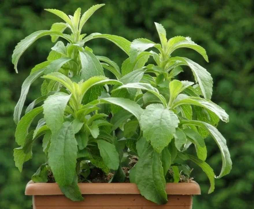 Set of 4 Stevia Live Plants, 4-6 Inches Tall, Rooted Herb Plants for Containers - Image 6