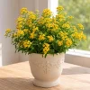 Set of 4 Texas Tarragon Live Plants, 4-8 Inch Tall, Culinary Herb, Perennial - Image 1