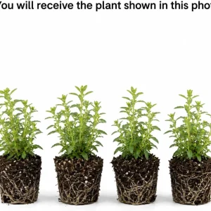 Set of 4 Texas Tarragon Live Plants, 4-8 Inch Tall, Culinary Herb, Perennial - Image 2