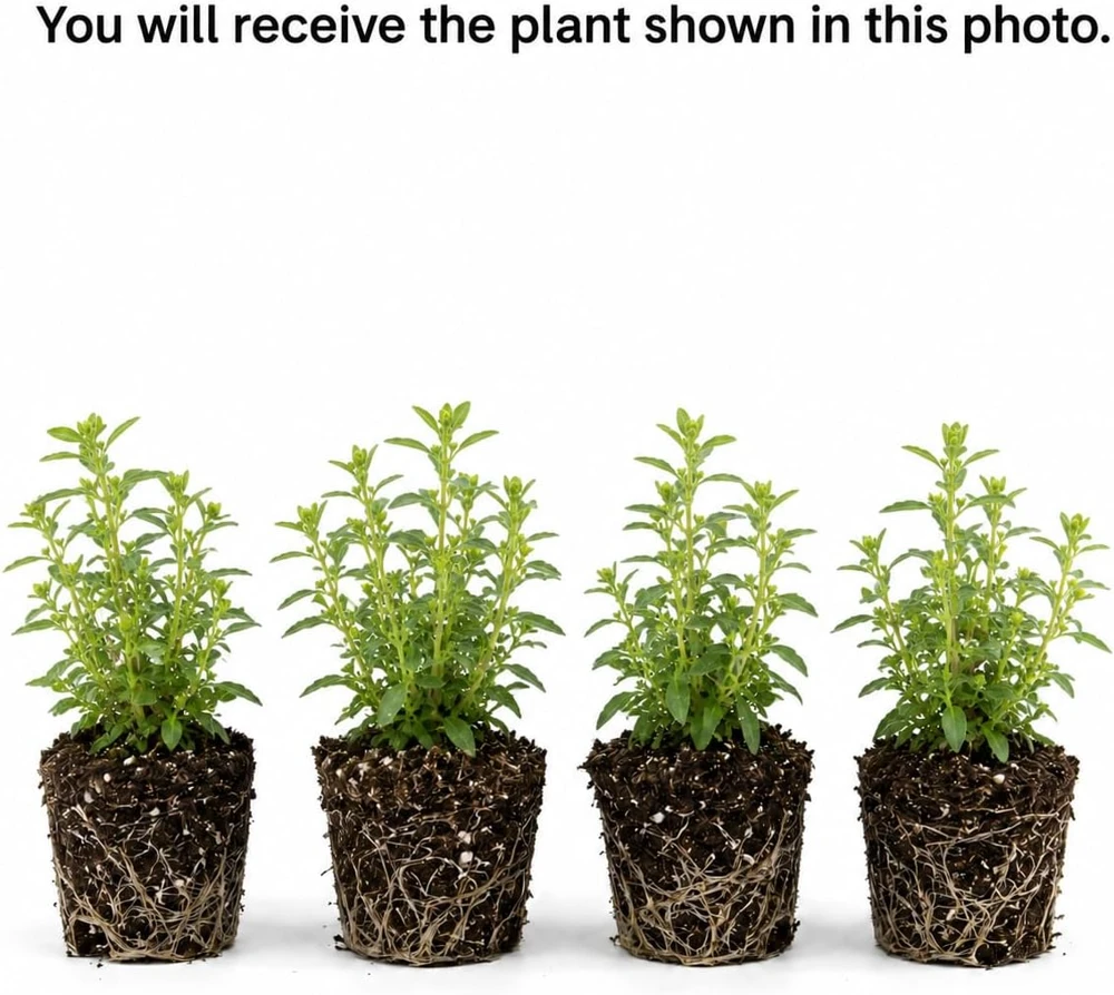 Set of 4 Texas Tarragon Live Plants, 4-8 Inch Tall, Culinary Herb, Perennial - Image 2