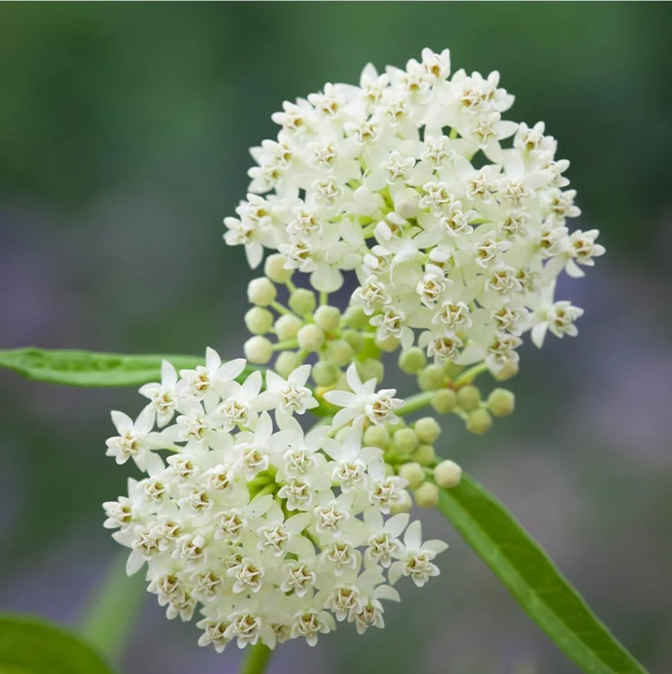 Set of 4 White Milkweed Live Plants for Garden, 4-8 Inch Tall, No Pot, Perennial - Image 3