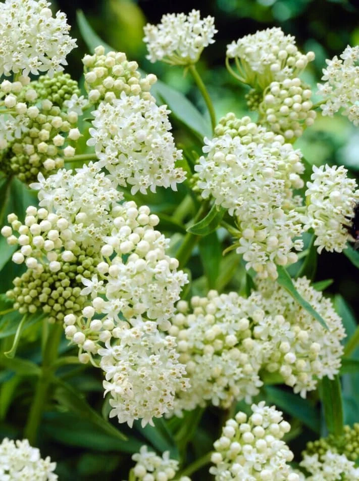 Set of 4 White Milkweed Live Plants for Garden, 4-8 Inch Tall, No Pot, Perennial - Image 4