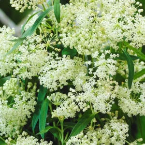 Set of 4 White Milkweed Live Plants for Garden, 4-8 Inch Tall, No Pot, Perennial - Image 5