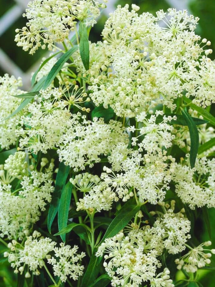 Set of 4 White Milkweed Live Plants for Garden, 4-8 Inch Tall, No Pot, Perennial - Image 5