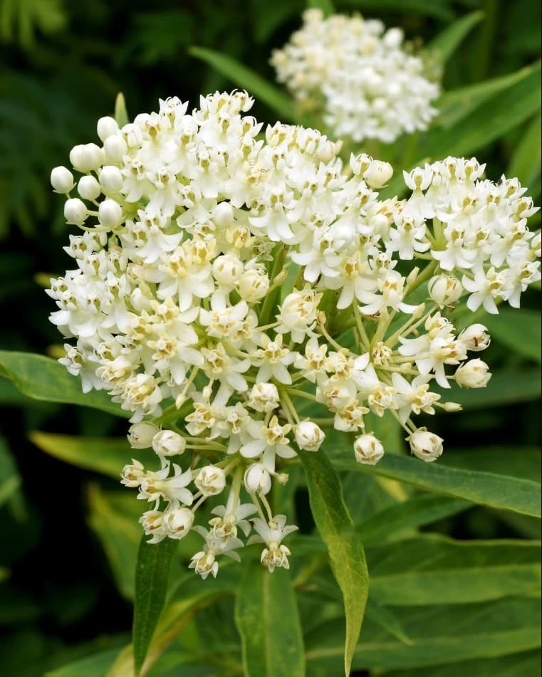 Set of 4 White Milkweed Live Plants for Garden, 4-8 Inch Tall, No Pot, Perennial - Image 7