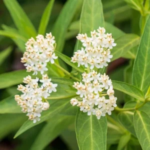 Set of 4 White Milkweed Live Plants for Garden, 4-8 Inch Tall, No Pot, Perennial - Image 8