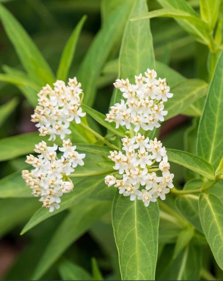 Set of 4 White Milkweed Live Plants for Garden, 4-8 Inch Tall, No Pot, Perennial - Image 8