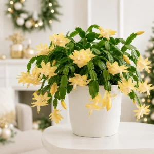 Set of 4 Yellow Christmas Cactus Live Plants – 4-8 Inch Tall Tropical - Image 5