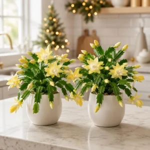 Set of 4 Yellow Christmas Cactus Live Plants – 4-8 Inch Tall Tropical - Image 1