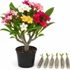 Set of 6 Plumeria Cuttings - Mixed Frangipani Tropical Flower Varieties for Garden & Pots - Image 1