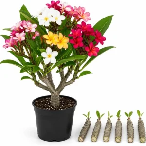 Set of 6 Plumeria Cuttings - Mixed Frangipani Tropical Flower Varieties for Garden & Pots - Image 1