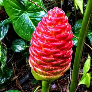 Shampoo Ginger Live Plant – Zingiber Zerumbet – Red Ginger Lily – 4-8 Inch Tall - Image 4