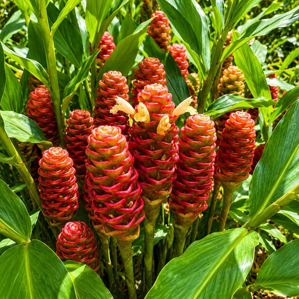 Shampoo Ginger Live Plant – Zingiber Zerumbet – Red Ginger Lily – 4-8 Inch Tall - Image 6