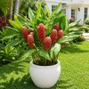 Shampoo Ginger Live Plant – Zingiber Zerumbet – Red Ginger Lily – 4-8 Inch Tall - Image 1