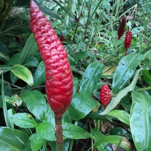 Shampoo Ginger Rhizomes - 5 Live Zingiber zerumbet Plants - Image 3